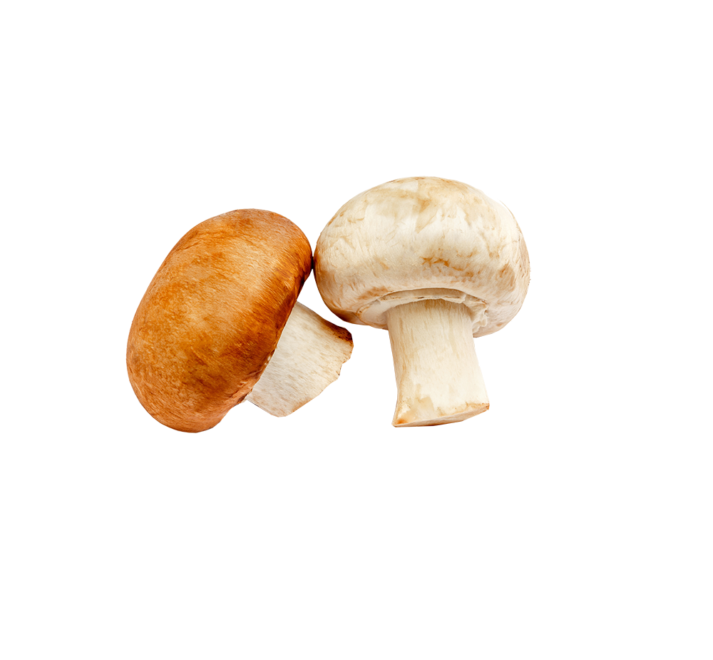 pilze pilze