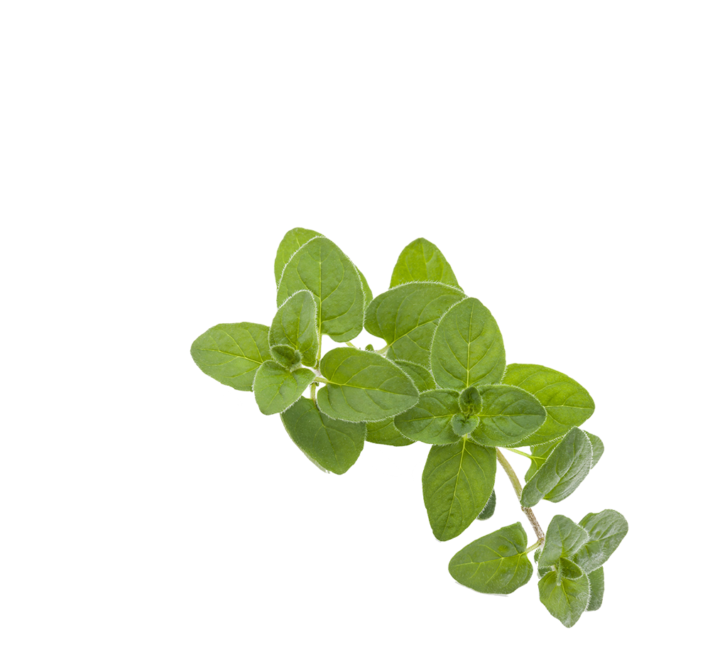 Oregano Oregano