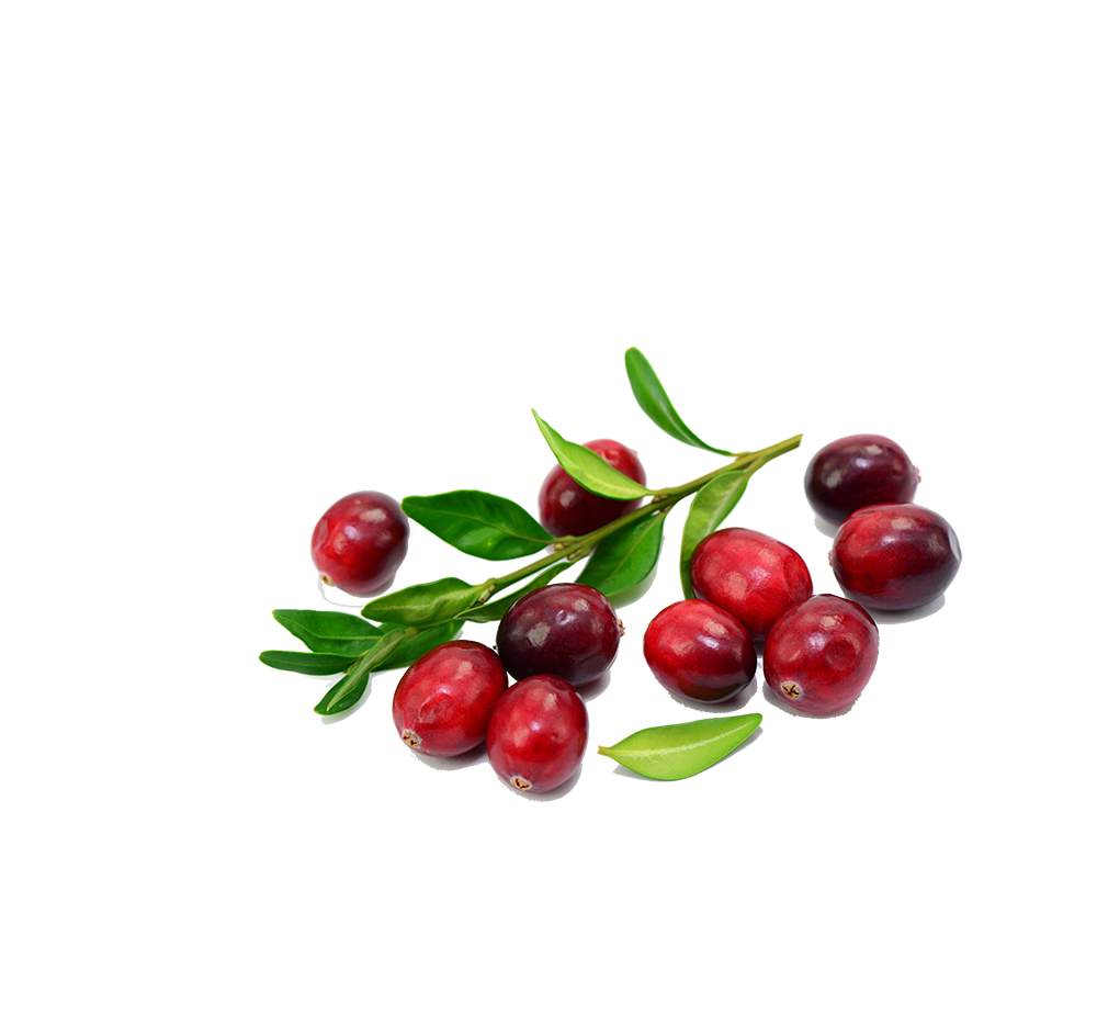 preiselbeeren preiselbeeren