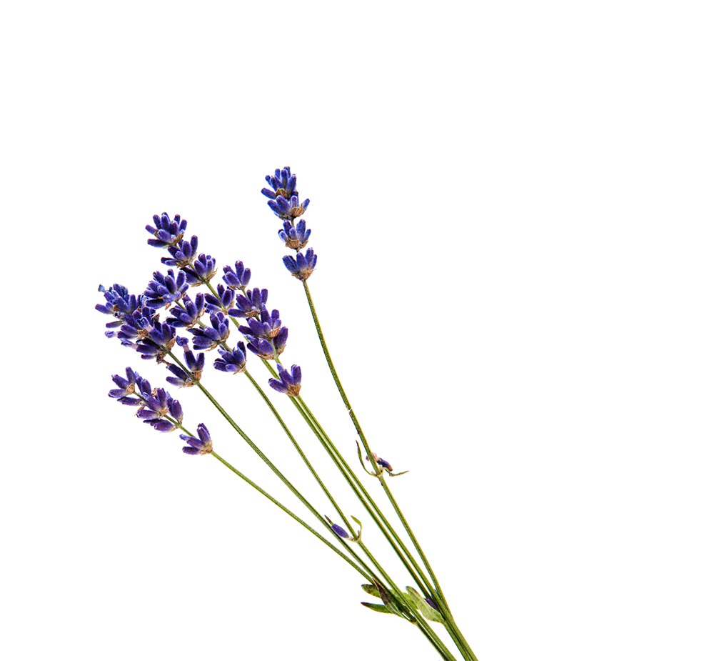 Lavendel Lavendel
