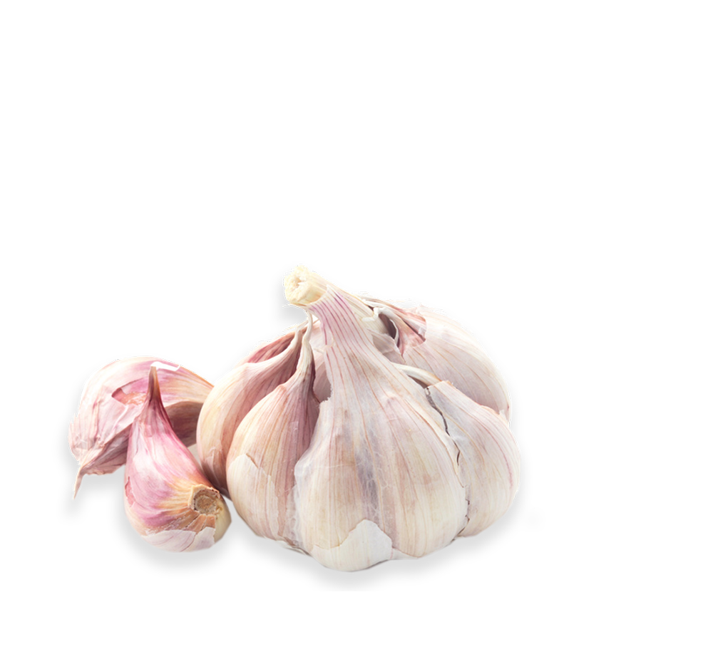 knoblauch knoblauch