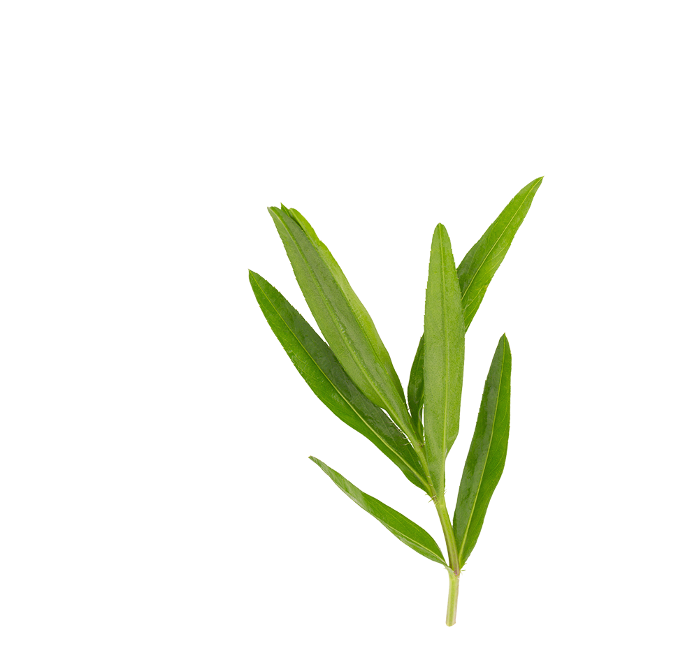 estragon estragon
