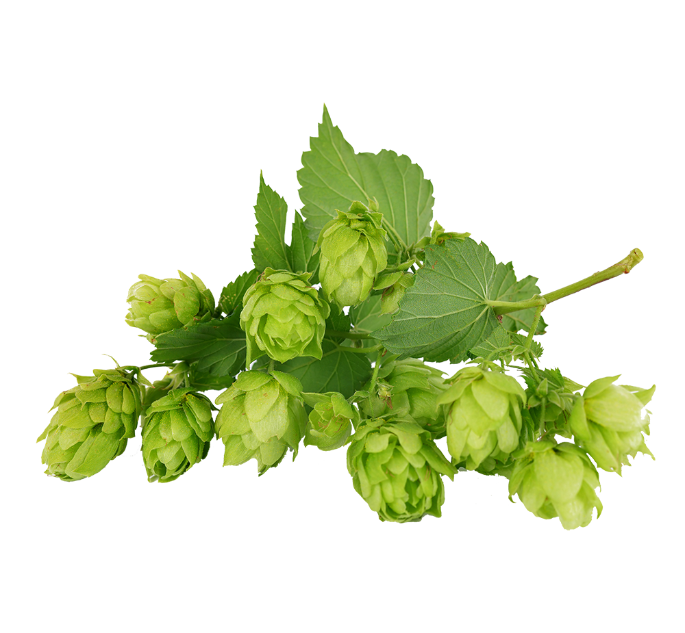 hopfen hopfen