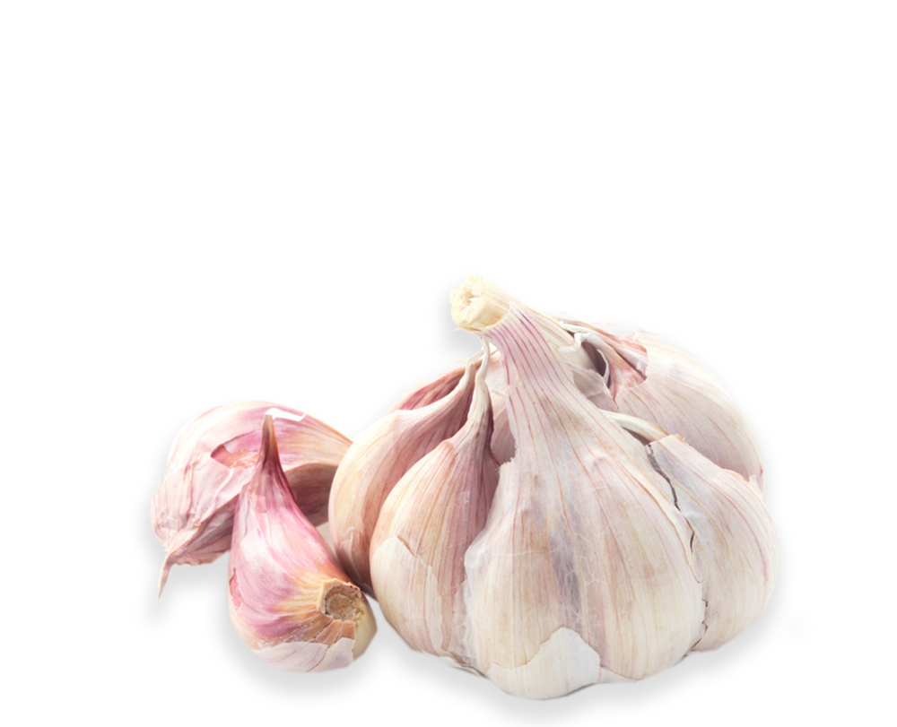 knoblauch knoblauch