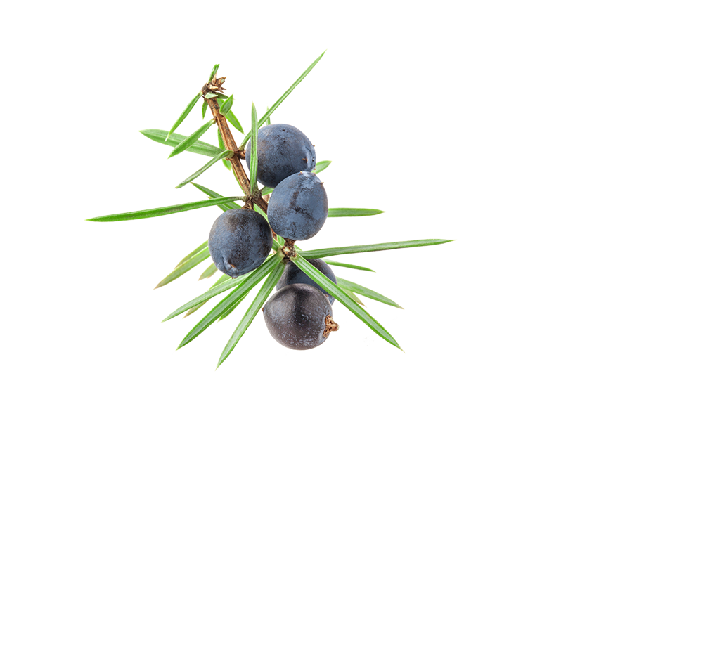 wacholderbeeren wacholderbeeren