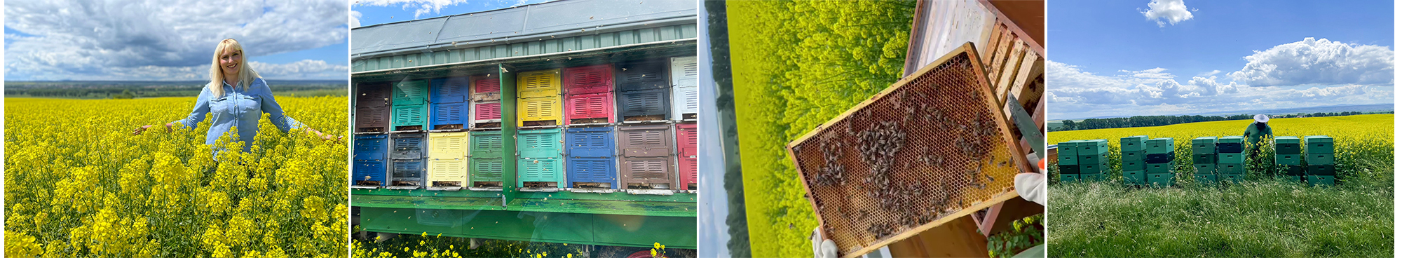 Collage aus Senfblütenfeld und Imker mit Bienen